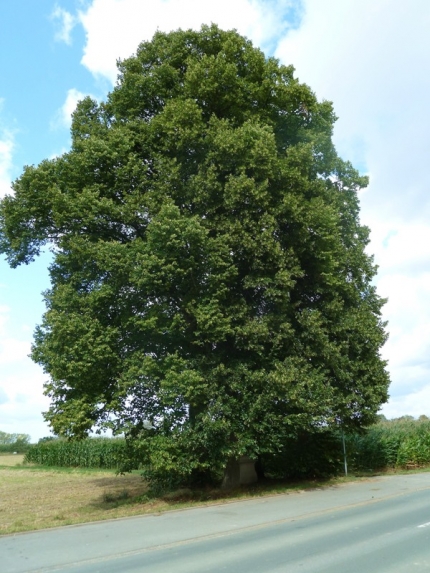 Bild 1 von 4 Linden am Friedhof